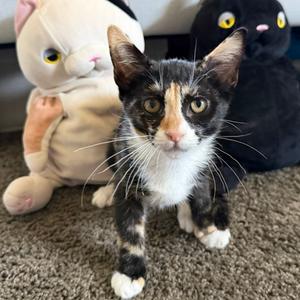 Maki, kitten, available for adoption