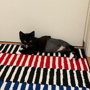 14 Beans, kitten, available for adoption
