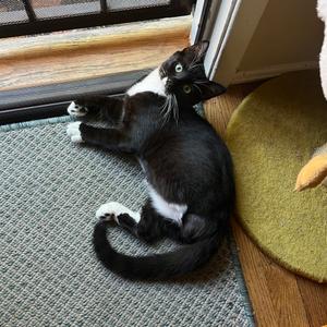 14 Beans, young, available for adoption