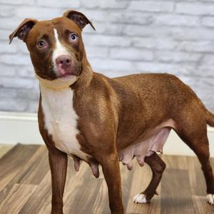 Charmer, Terrier, adult, available for adoption