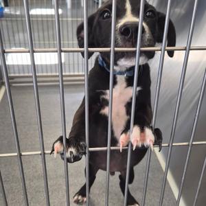 A black and white puppy with a blue collar is standing on its hind legs, pressing its front paws against the metal bars of a cage. The puppy has a white patch on its chest and white markings on its paws. The background is a plain, light-colored wall.