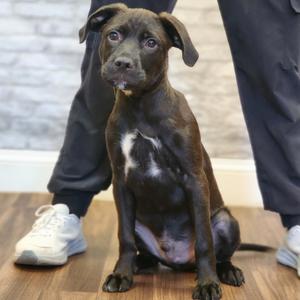 Brody, Terrier, puppy, available for adoption