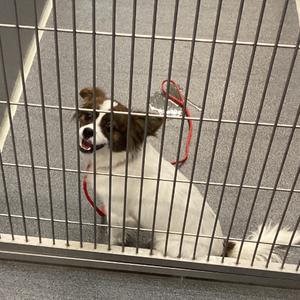 A small white dog with brown patches on its face and ears is sitting behind a metal fence. The dog has a red leash attached to its collar and is looking towards the camera with its mouth open, appearing to pant or smile. The background is a gray floor, and the fence is made of vertical metal bars.