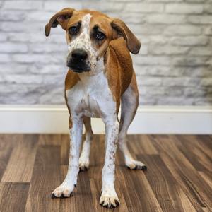 Cream, Terrier, adult, available for adoption