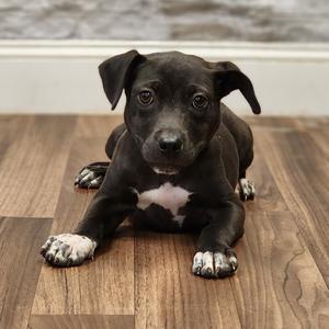 Charlotte, Terrier, adult, available for adoption