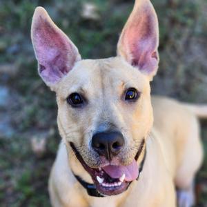 Creampuff, Terrier, adult, available for adoption