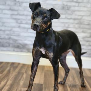 Bella, Terrier, adult, available for adoption