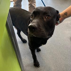 Arthur, Retriever, Black Labrador, adult, available for adoption