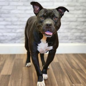 Bob, Terrier, adult, available for adoption