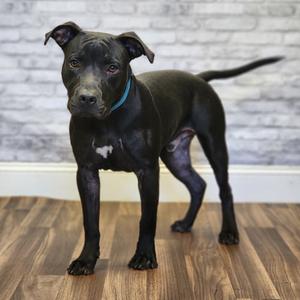 Beans, Terrier, adult, available for adoption