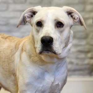 A light-colored dog with floppy ears and a black nose, standing in front of a brick wall.