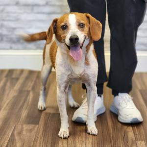 Buddy, Beagle, senior, available for adoption