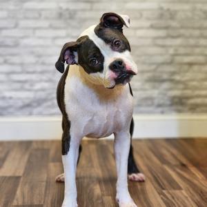 A black and white dog standing on a wooden floor in front of a brick wall.