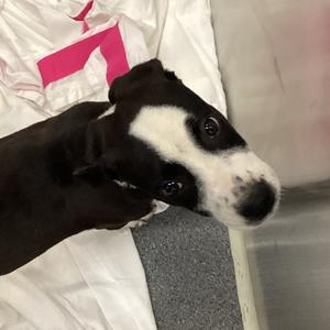 Carlee, Terrier, puppy, available for adoption