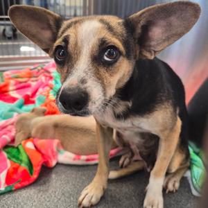 Chanel, Chihuahua, adult, available for adoption