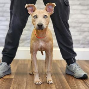 Angel, Terrier, adult, available for adoption