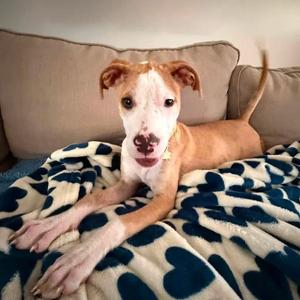 Bee, Terrier, adult, available for adoption