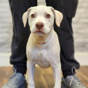 Bingo, Terrier, adult, available for adoption