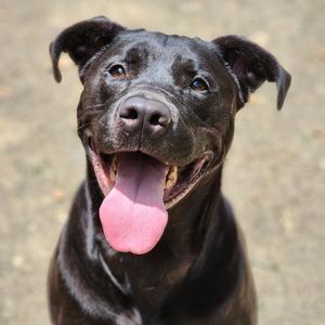 Arlo, Terrier, adult, available for adoption