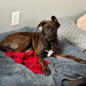 Carmen, Mixed Breed (Medium), puppy, available for adoption