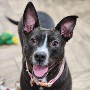 Blossom, Terrier, adult, available for adoption