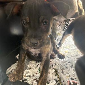 Billy, Terrier, puppy, available for adoption