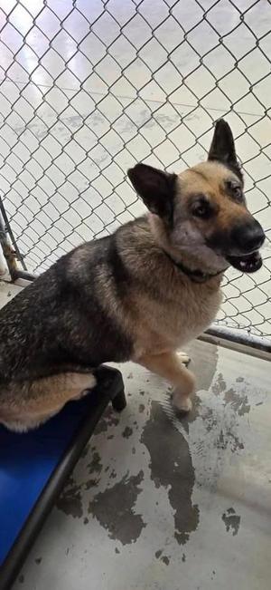 Siren, German Shepherd Dog / Husky, young, available for adoption