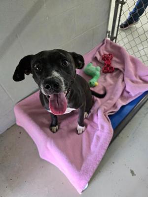 Daisy, Pit Bull Terrier, puppy, available for adoption