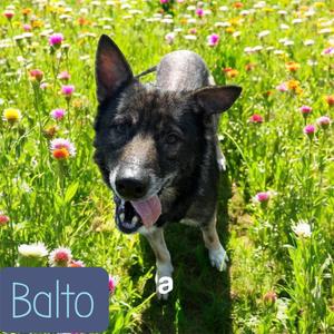 Balto, Shepherd, senior, available for adoption