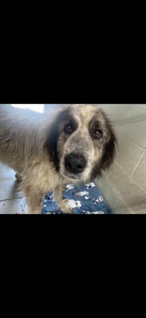 Ladybug, Great Pyrenees, adult, available for adoption