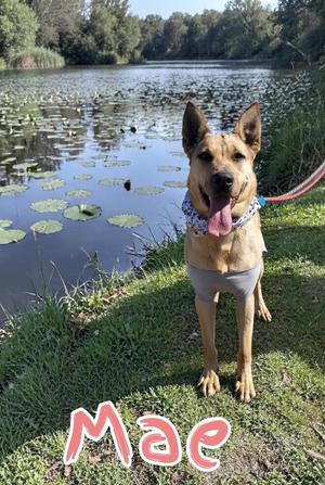 Mae, German Shepherd Dog / Labrador Retriever, young, available for adoption
