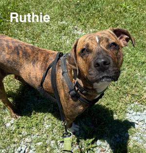 Ruth, Pit Bull Terrier, young, available for adoption