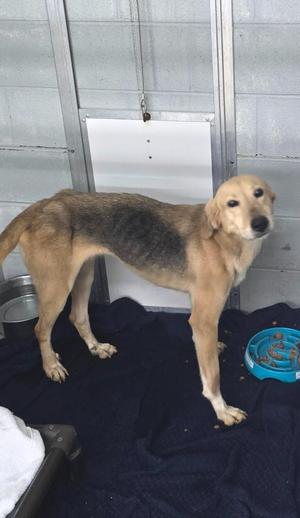 Gracie, German Shepherd Dog / Labrador Retriever, young, available for adoption