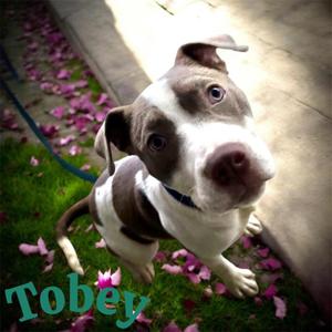 Toby, Pit Bull Terrier, puppy, available for adoption