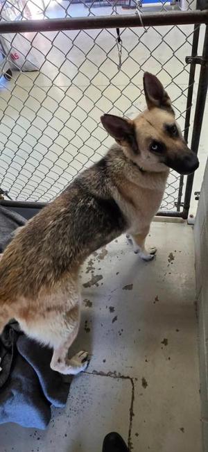 Penny, German Shepherd Dog / Husky, young, available for adoption