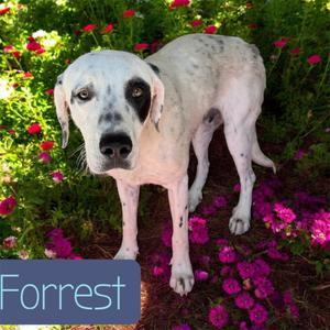 Forest, Labrador Retriever / Hound, young, available for adoption