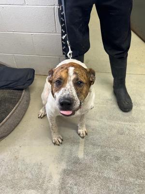 Dean, Saint Bernard, adult, available for adoption
