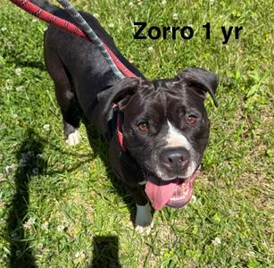 Zorro, Terrier / Boxer, young, available for adoption