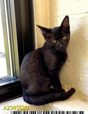 PANTHER, kitten, available for adoption