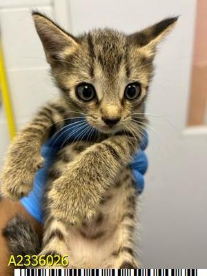 ARCHIE, kitten, available for adoption