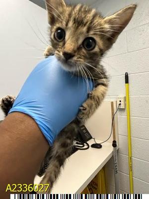 CLIFF, kitten, available for adoption