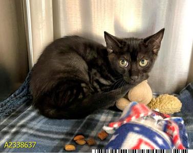 BABUSHKA, kitten, available for adoption