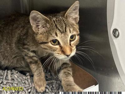BOOLINDA, kitten, available for adoption