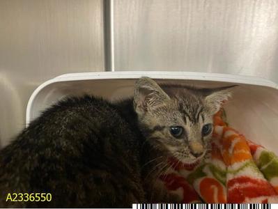 ANGIE, kitten, available for adoption