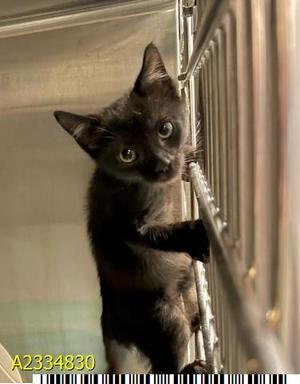 BRUNO, kitten, available for adoption