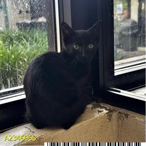 ORCHID, kitten, available for adoption