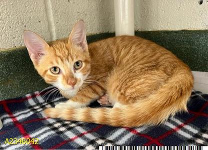 PUMPKIN KING, kitten, available for adoption