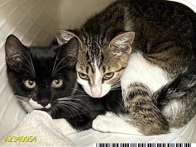 COMMANDER, kitten, available for adoption