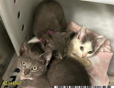 Three kittens in a carrier