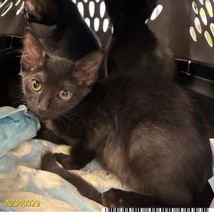 ECLIPSE, kitten, available for adoption